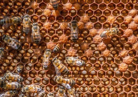 Red propolis: study identifies anticancer substances in resin