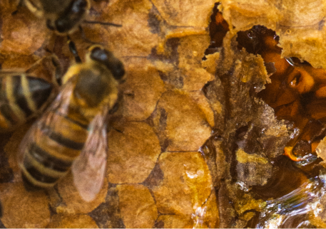 Honey Properties: Learn more about beehive gold