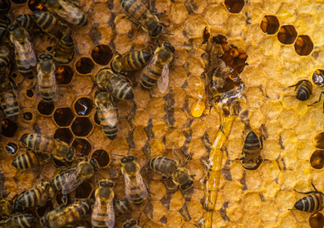 Mel orgânico e mel comum: quais são as diferenças?