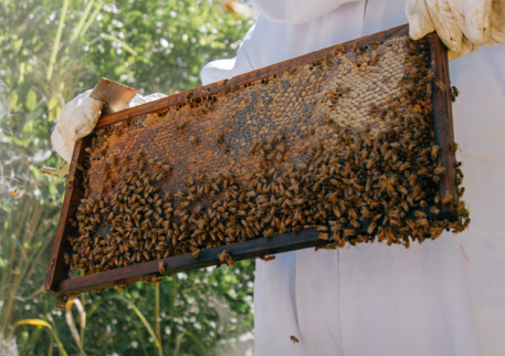 Mel não é tudo igual! Conheça a diferença entre mel monofloral e mel silvestre